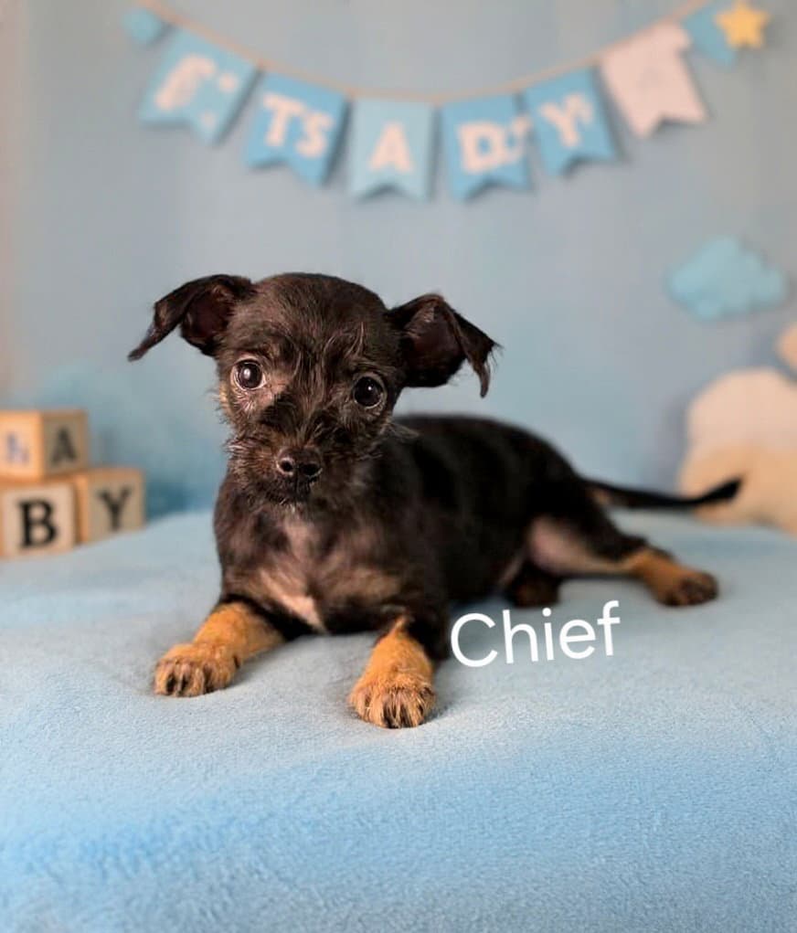 Chief
