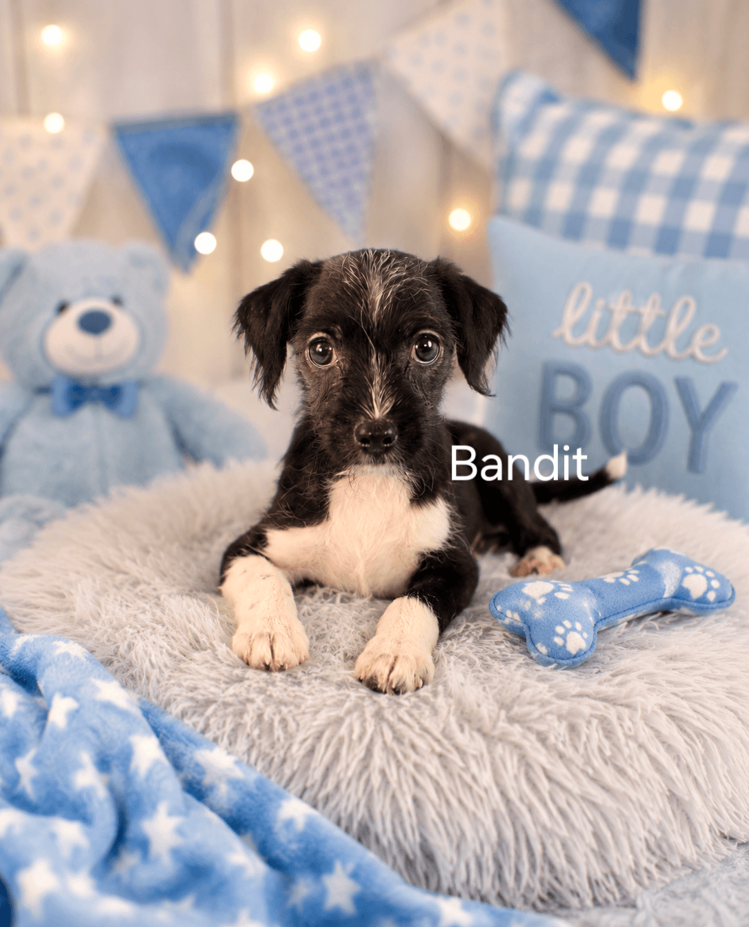 Bandit - Chihuahua