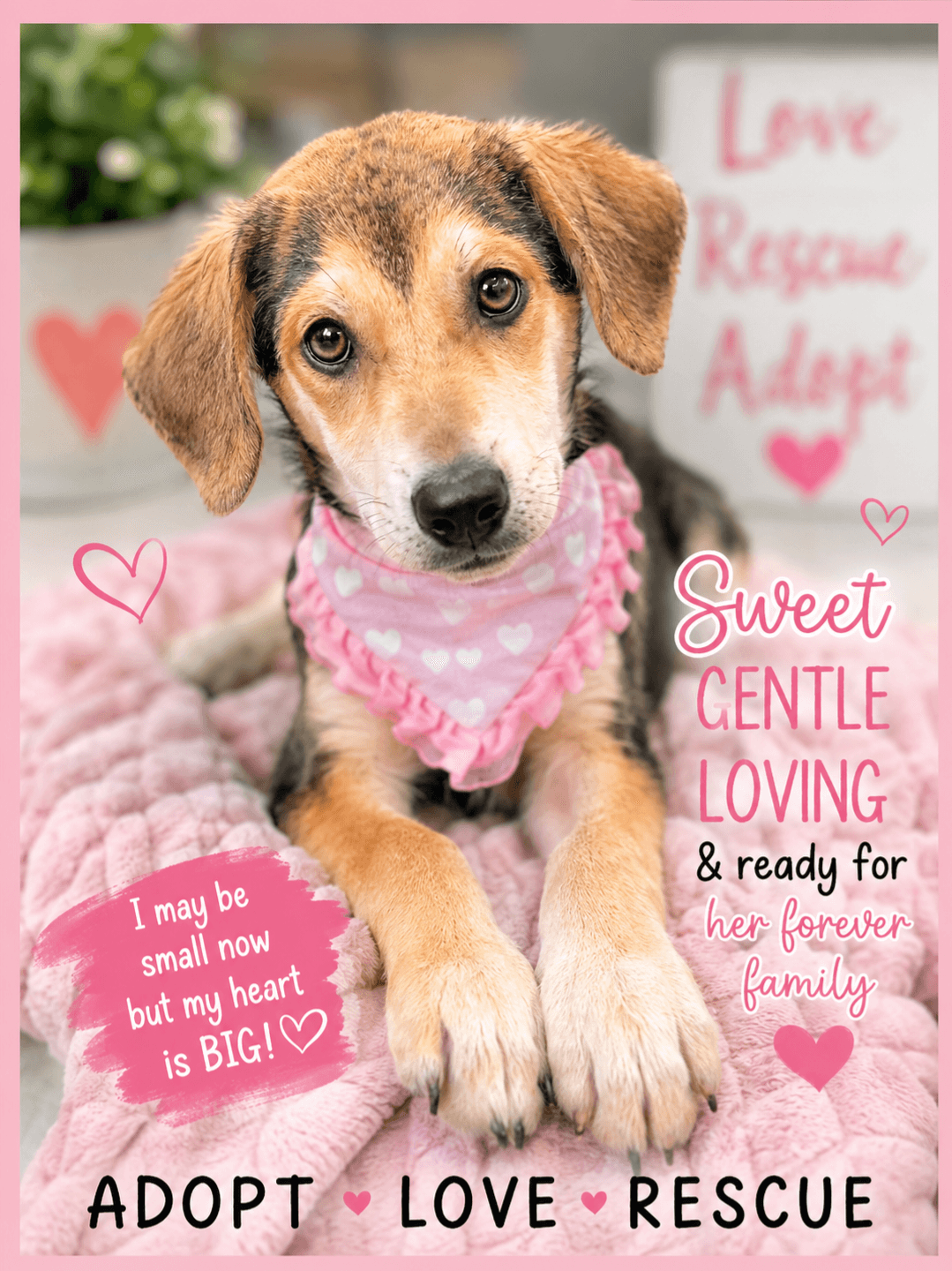 Bailey Rehoming Fee - Beagle