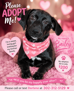Nova Rehoming Fee image 2