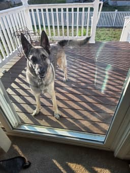 Dutch Rehoming Fee image 1