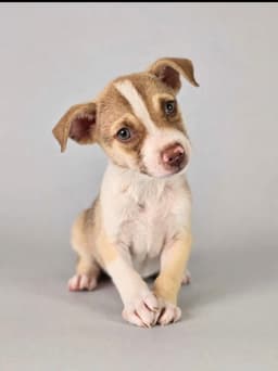 Roscoe image 1