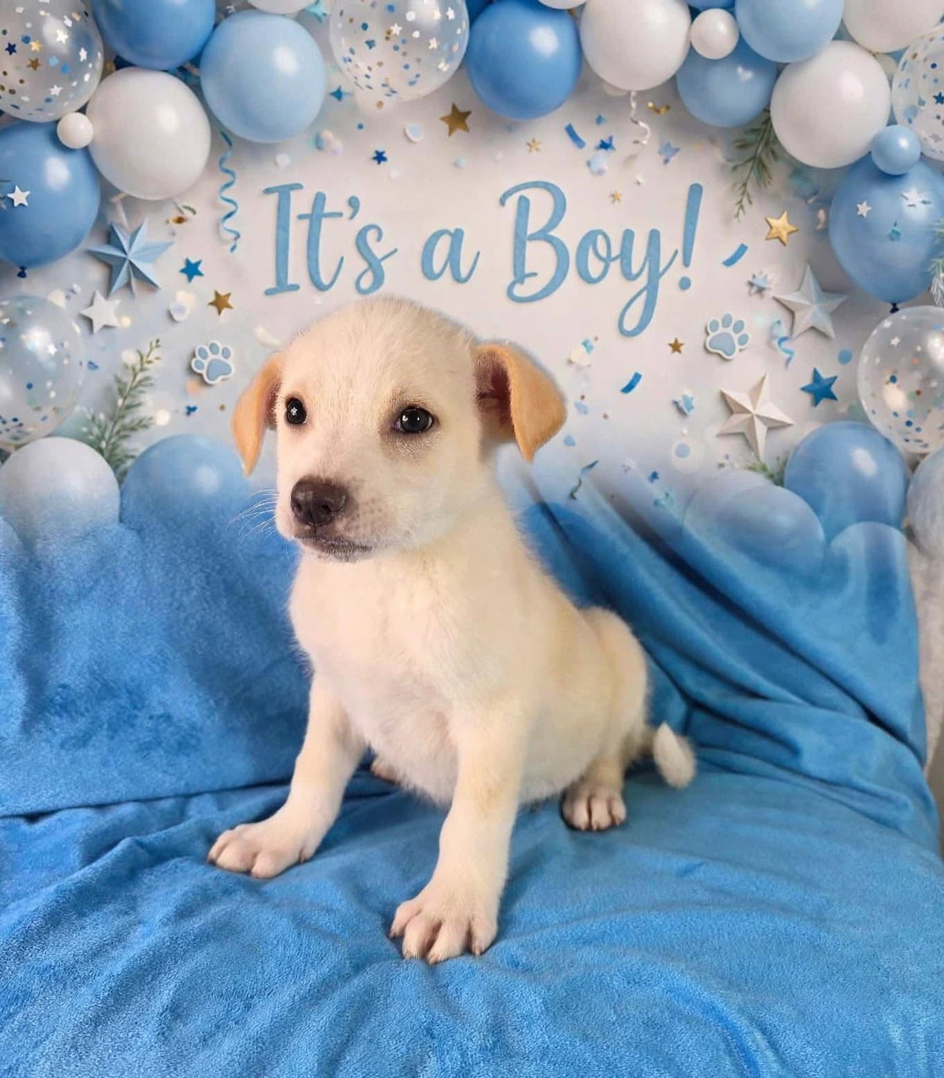 Mac - Labrador Retriever