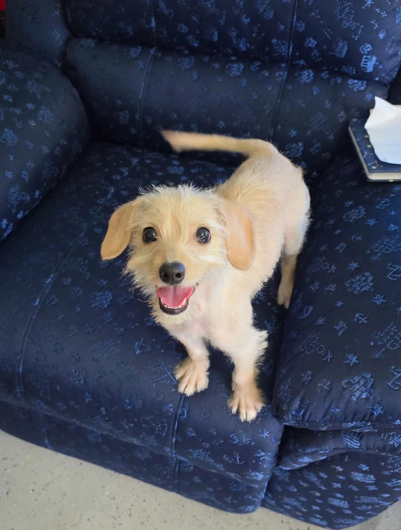 Alexlbs - Poodle (Miniature)