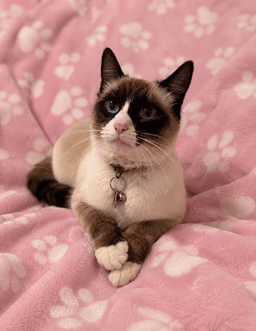 Chi-Chirehoming Fee Cat image 1