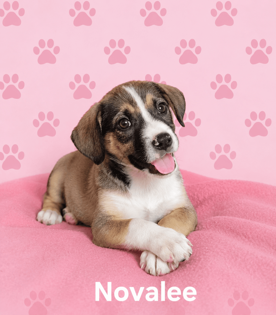 Novalee - Labrador Retriever
