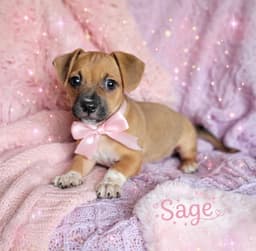 Sagelbs image 1