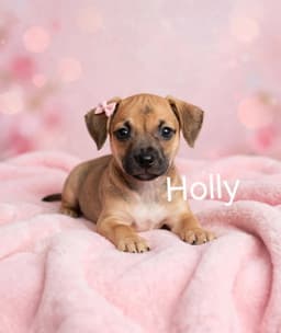 Hollylbs image 1