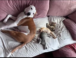 Milo Rehoming Fee image 1