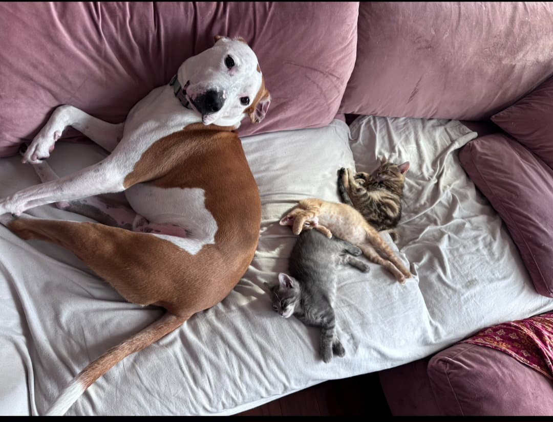 Milo Rehoming Fee - American Pit Bull Terrier
