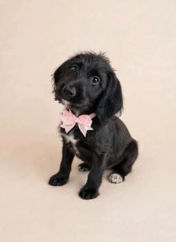 Brooke image 1