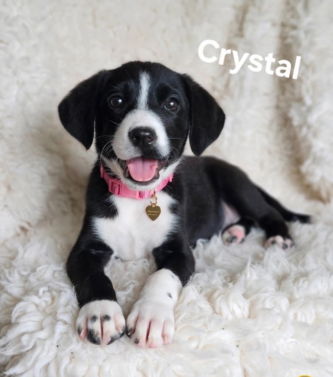 Crystal - Labrador Retriever