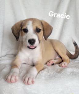 Gracie image 1