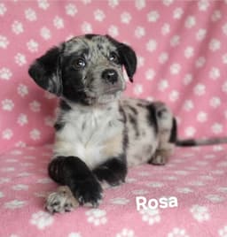 Rosa image 1