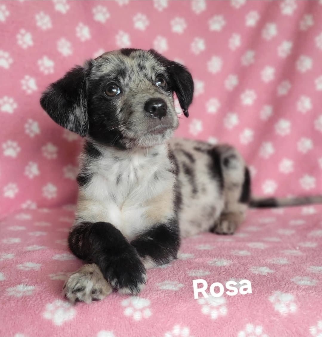 Rosa - Catahoula Leopard Dog