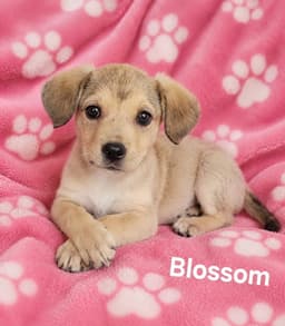 Blossom image 1