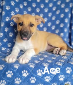 Ace image 1