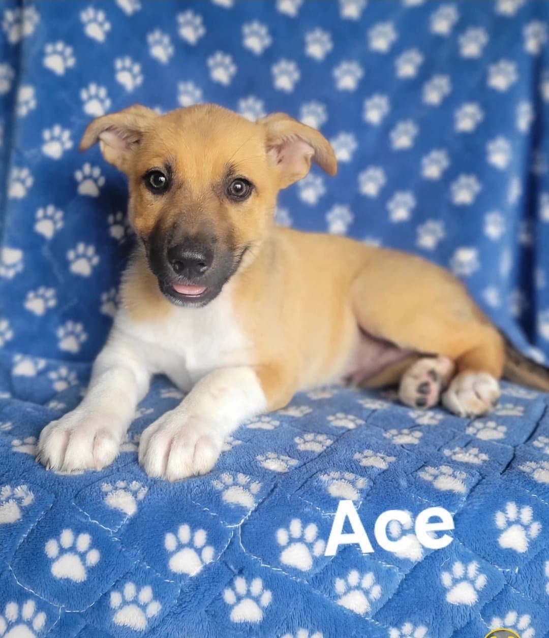 Ace - German Shepherd Dog