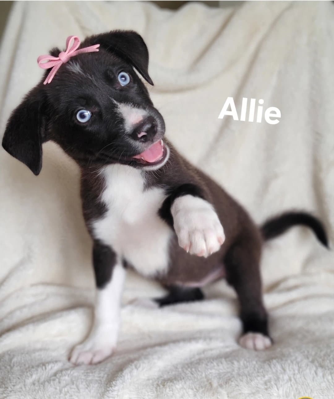 Allie - Labrador Retriever