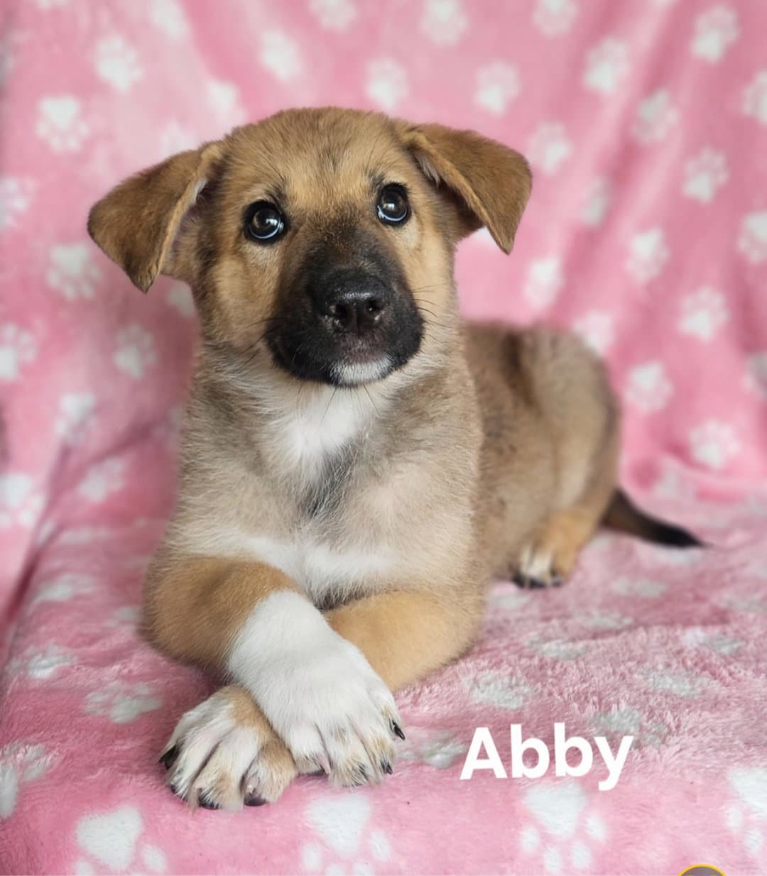 Abby - German Shepherd Dog