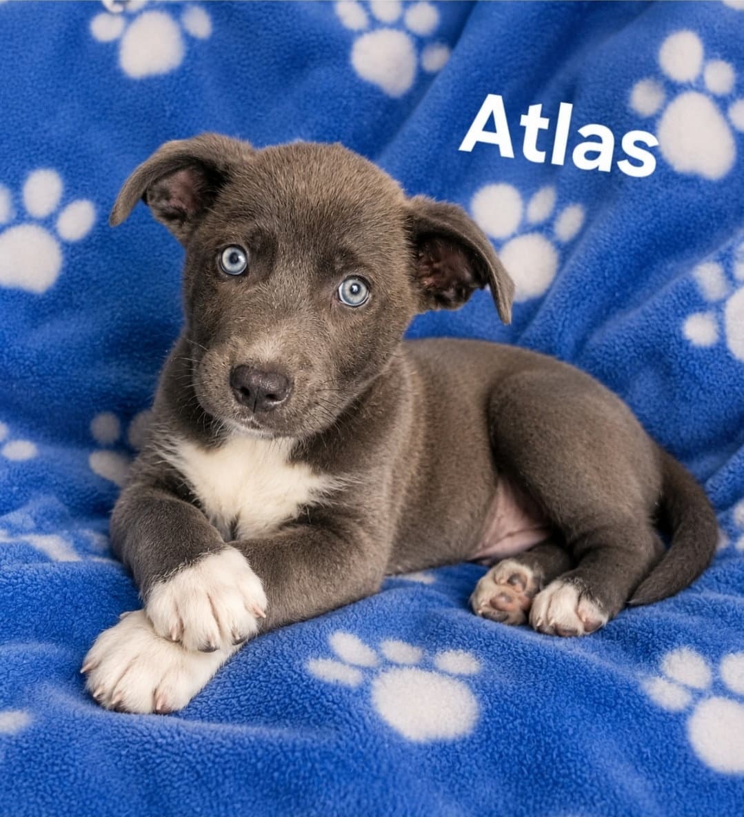Atlas - Labrador Retriever