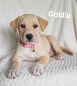 Goldie image 1