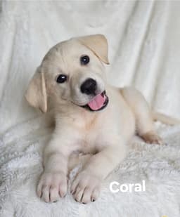 Coral image 1
