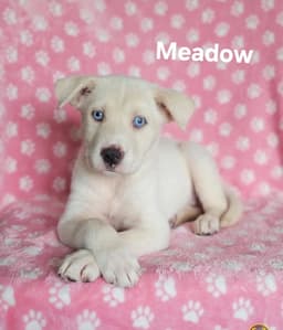 Meadow image 1