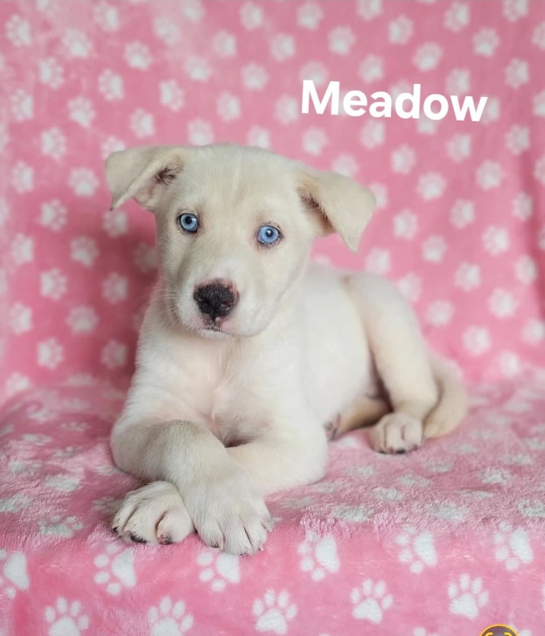 Meadow - Labrador Retriever