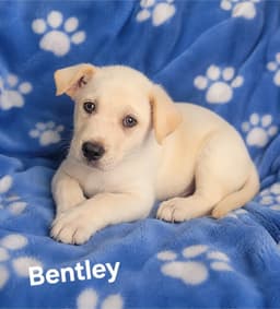 Bentley image 1