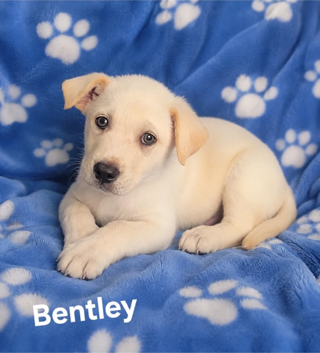 Bentley - Labrador Retriever