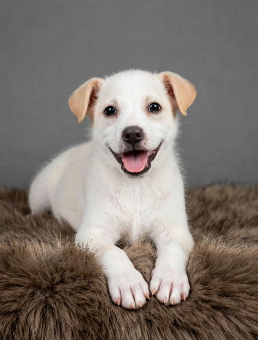 Mac - Labrador Retriever