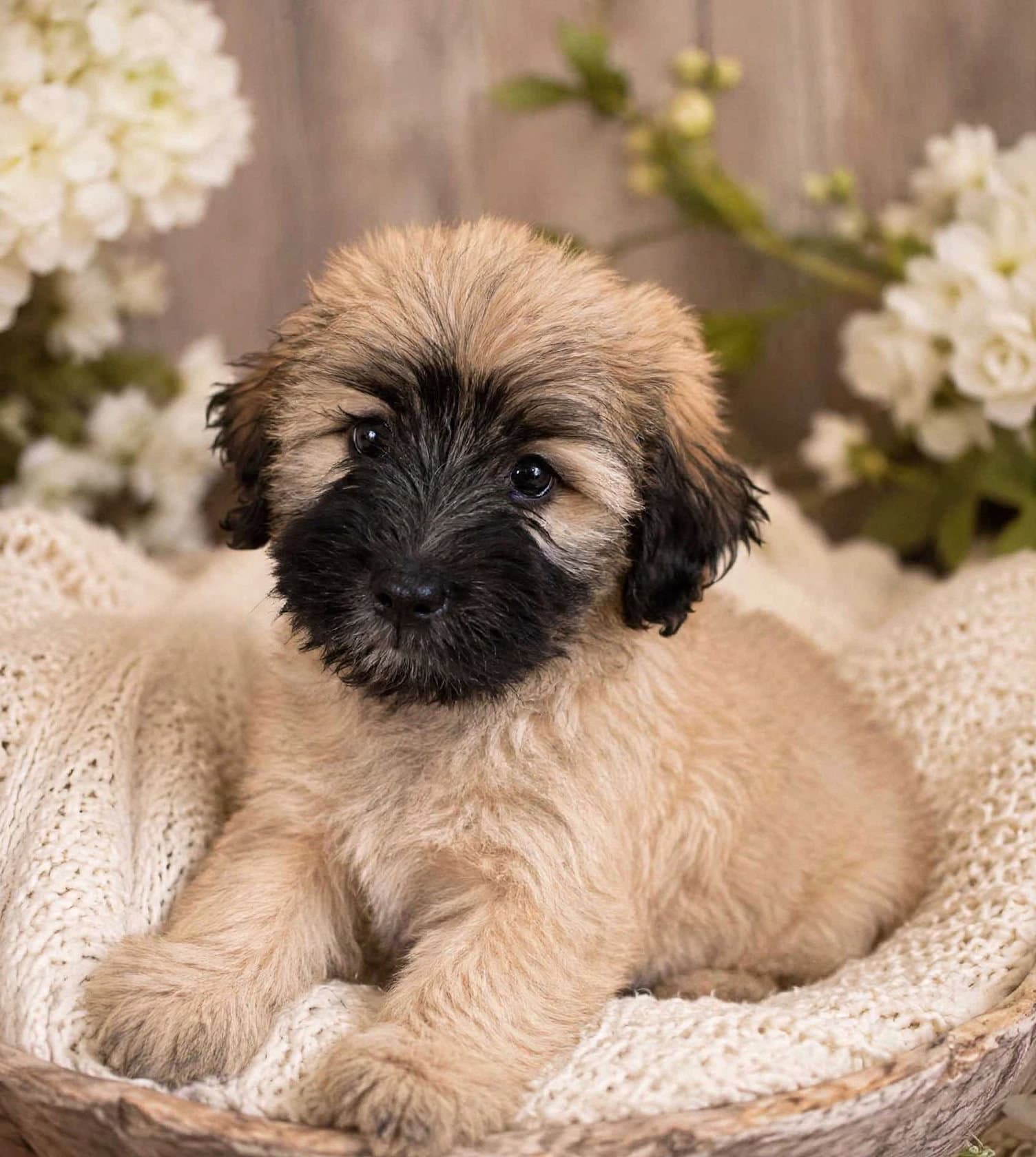 Duke - Maltese