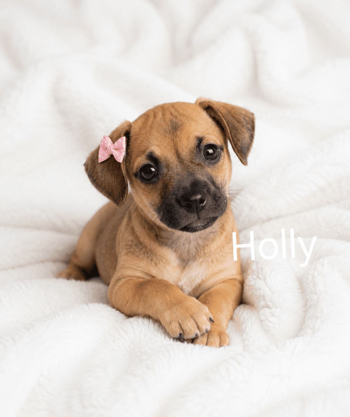 Holly - Chihuahua