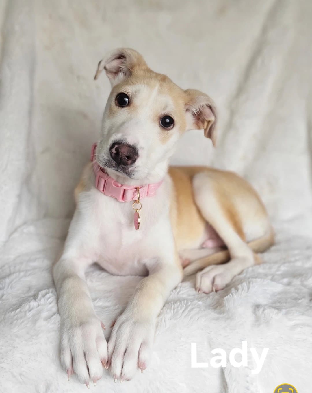 Lady - Labrador Retriever