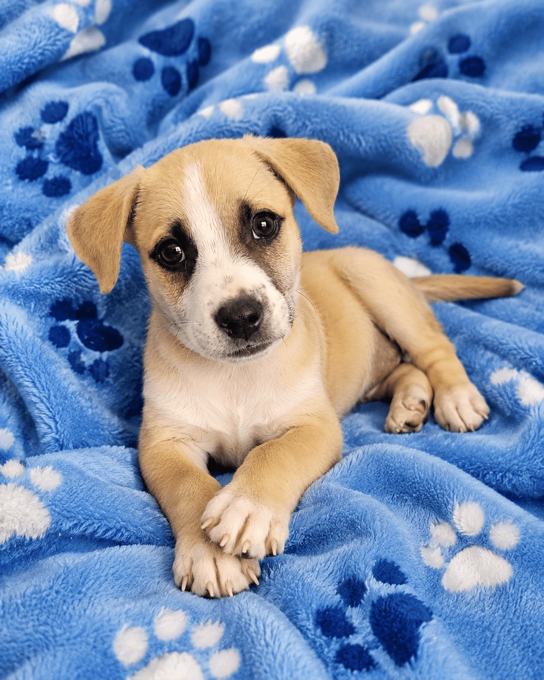 Apollo - Labrador Retriever