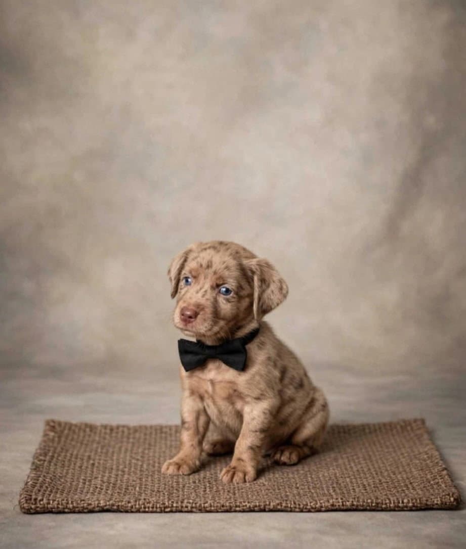 Mason - Labrador Retriever