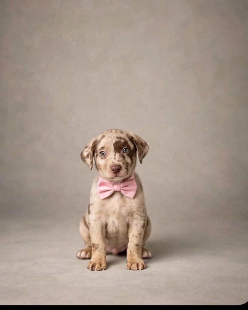 Jewel - Labrador Retriever
