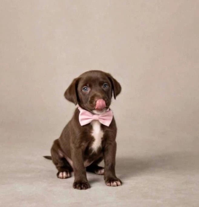 Coco - Labrador Retriever