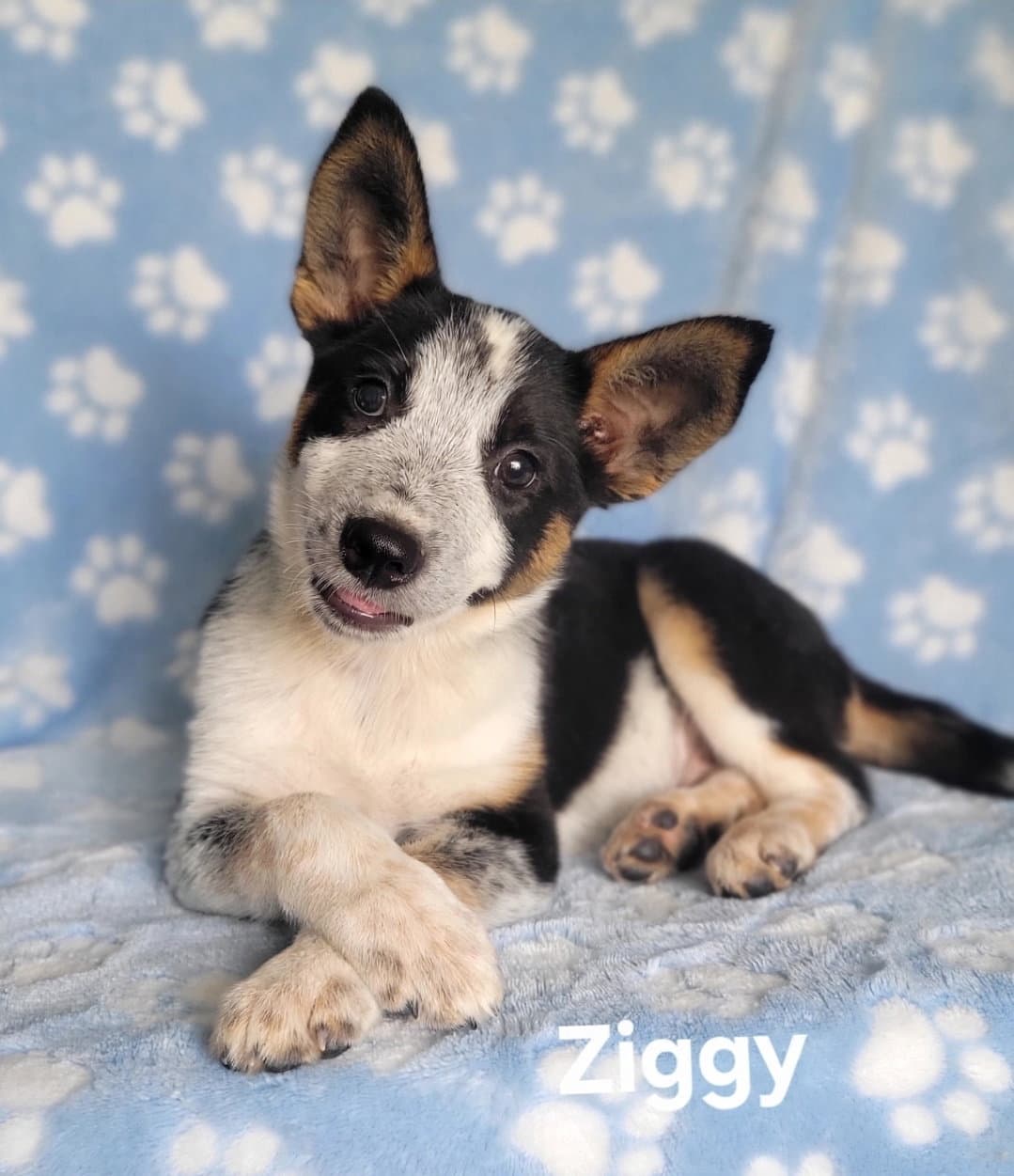 Ziggy - Australian Cattle Dog/Blue Heeler