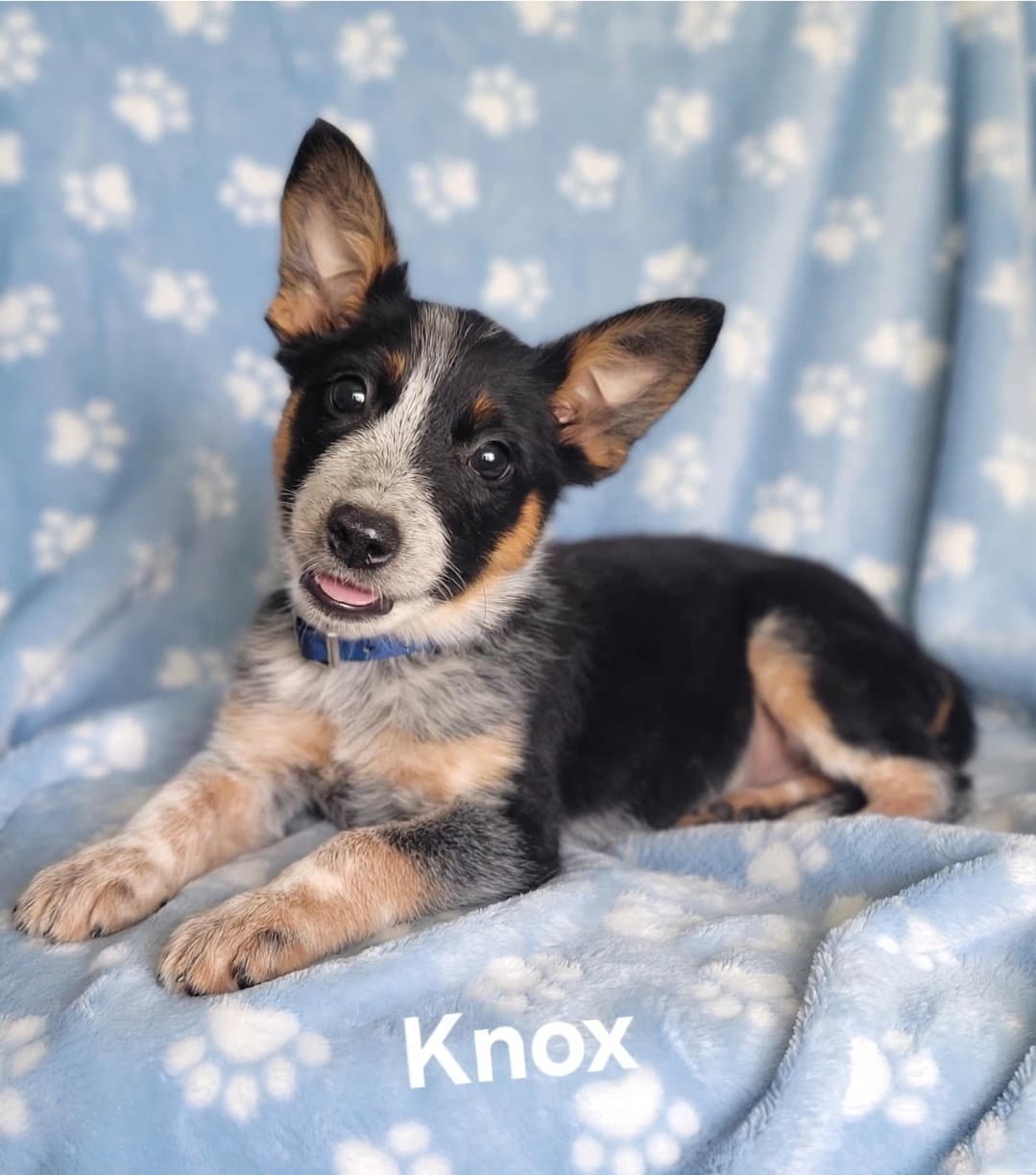 Knox - Australian Cattle Dog/Blue Heeler