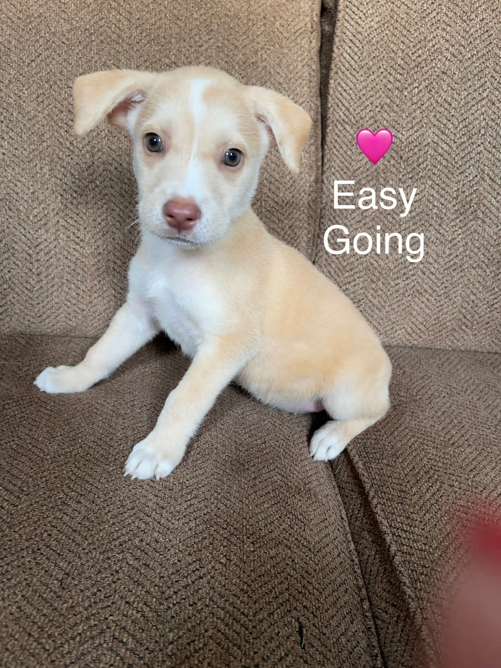 Easy Going - Labrador Retriever