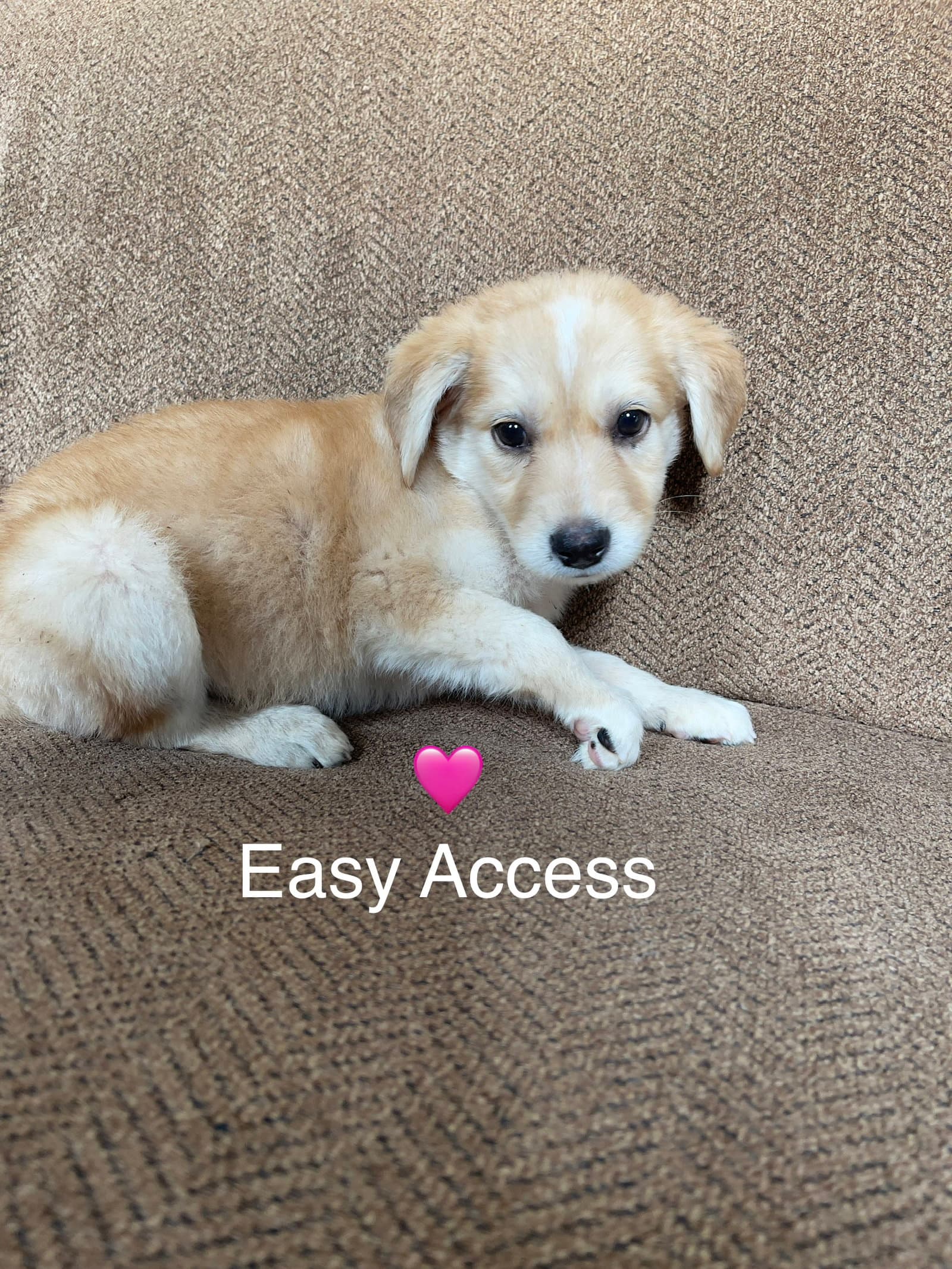 Easy Access - Labrador Retriever