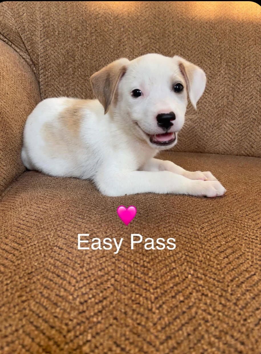 Easy Pass - Labrador Retriever