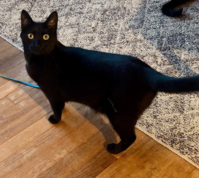 Jordi - Domestic Short Hair
