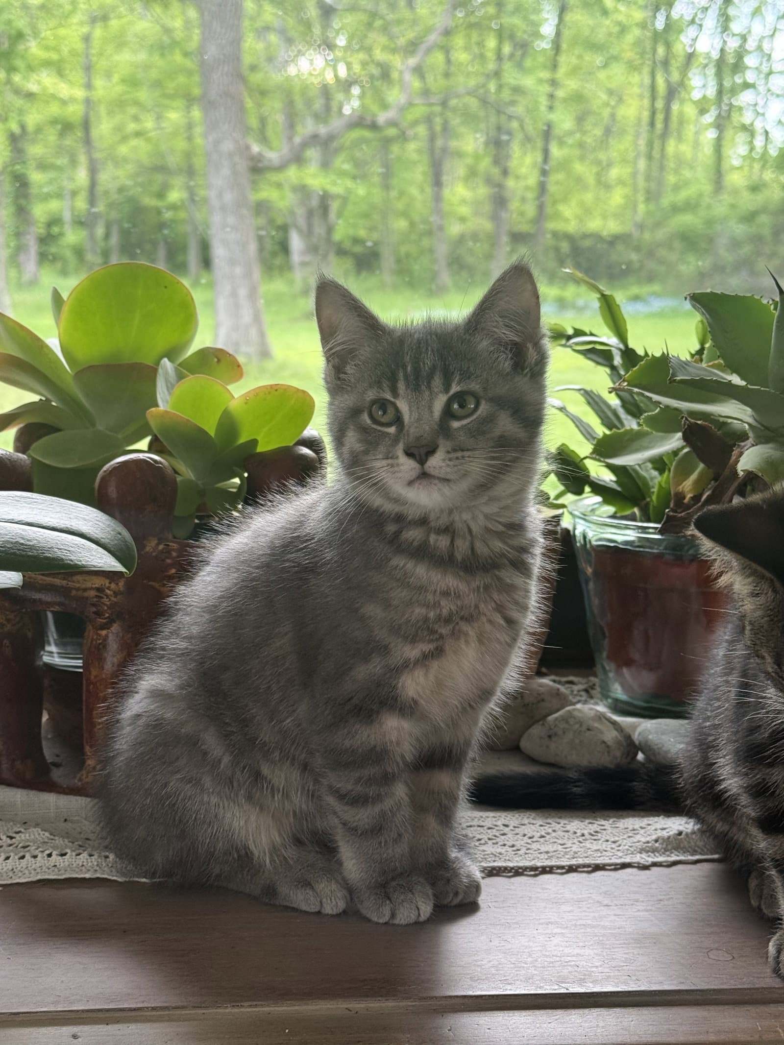 Moose - Tabby