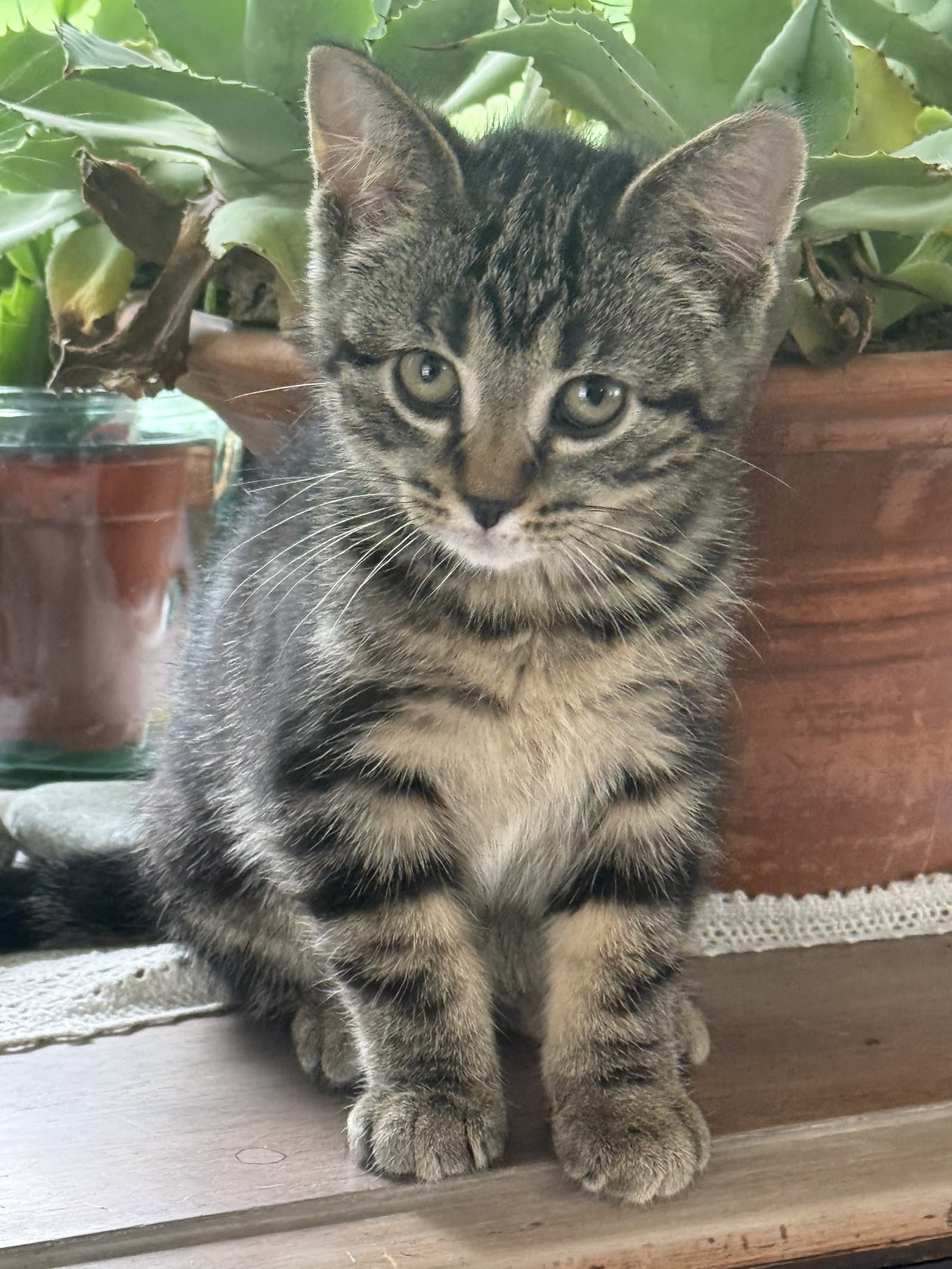 Goose - Tabby