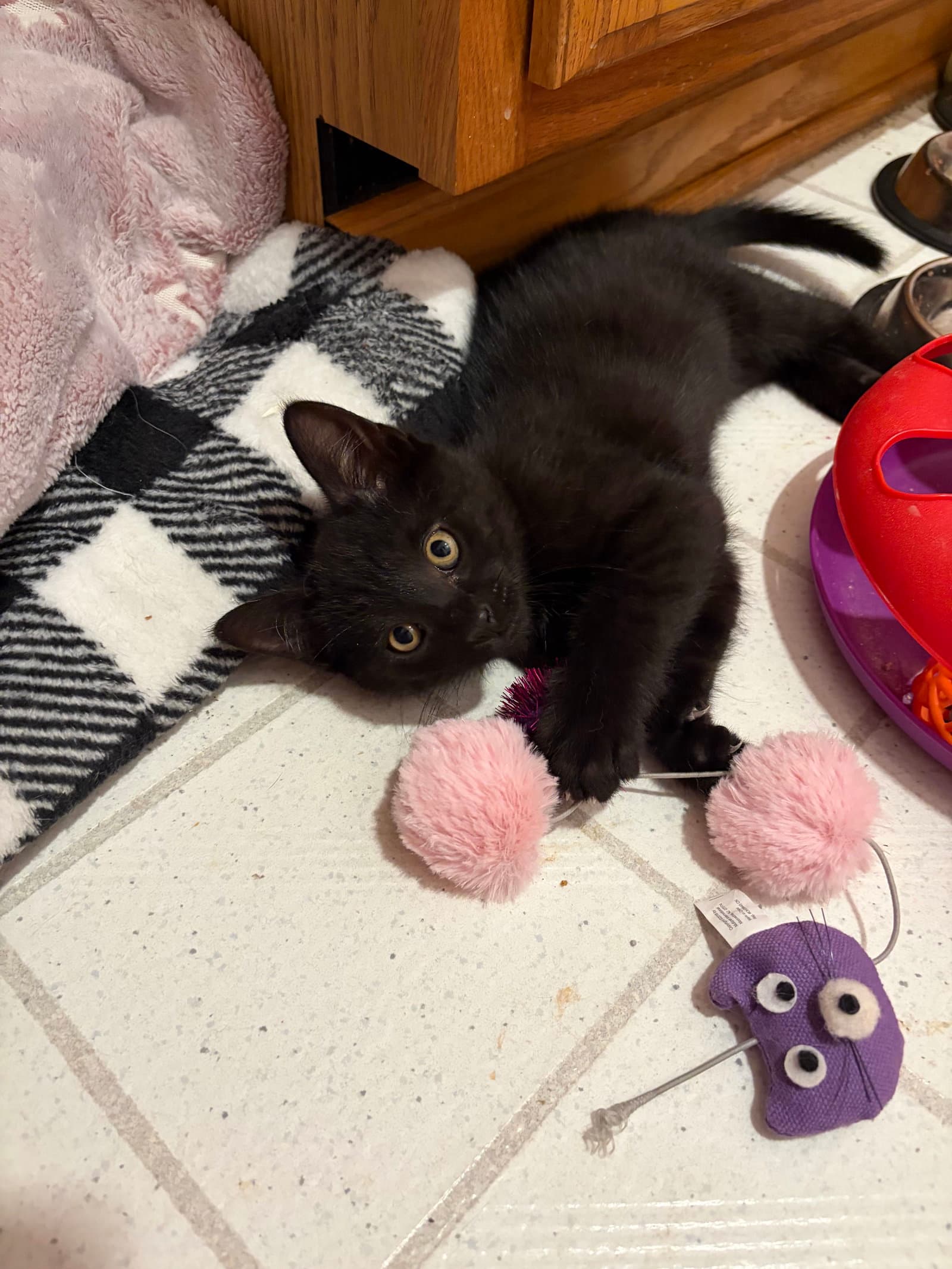 Noah - Domestic Short Hair