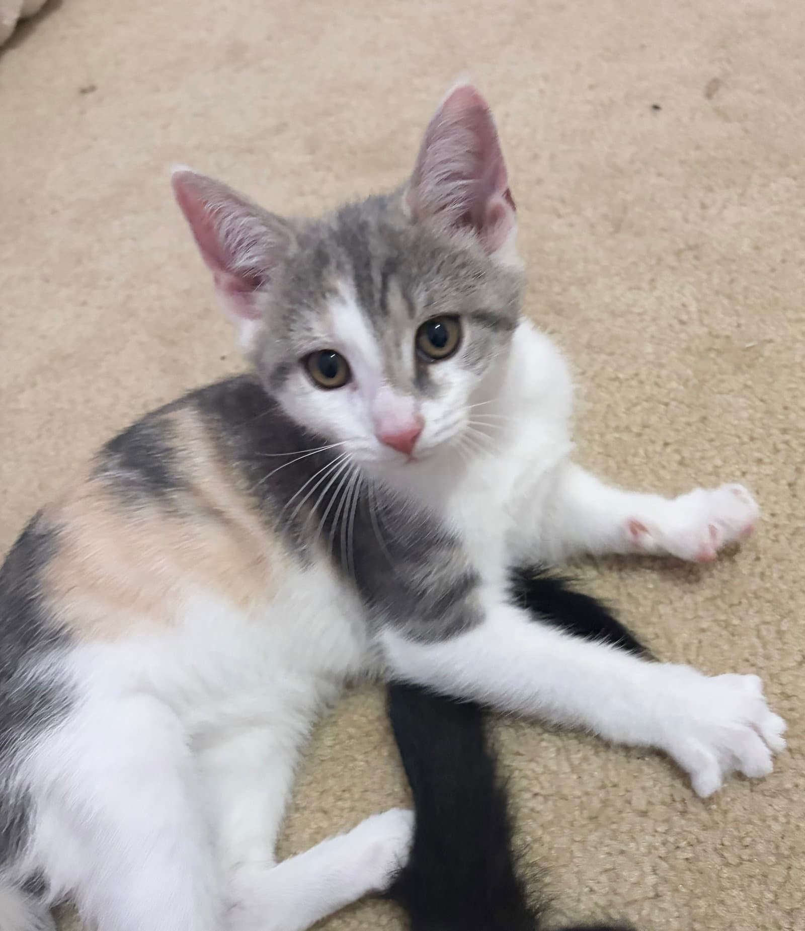 Natalie - Dilute Calico