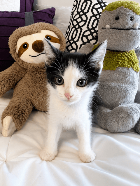 Ninja - Tuxedo